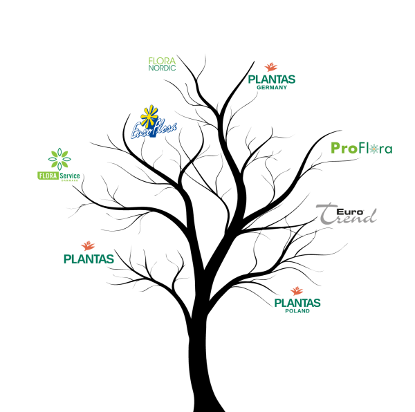 Plantas Group family tree